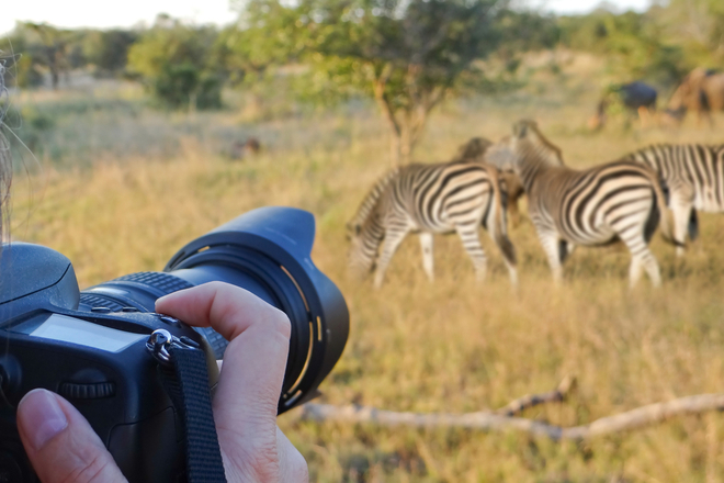 Taking photos on safari of zebra